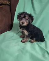 Jada, a female Yorkshire Terrier for sale in East Dublin, GA – 3 of 7