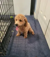 Sophie , a female Poodle - Toy  for sale in East Dublin, GA – 4 of 6