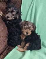 Dawn , a female Yorkshire Terrier for sale in East Dublin, GA – 5 of 8