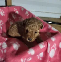 Sophie , a female Poodle - Toy  for sale in East Dublin, GA – 8 of 8