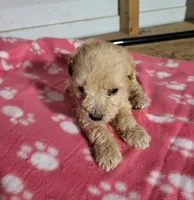 Essie, a female Poodle - Toy  for sale in East Dublin, GA – 2 of 8