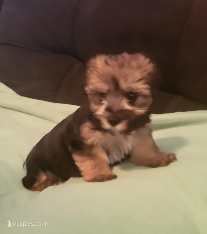Lucky – Yorkipoo puppy for sale in East Dublin, GA