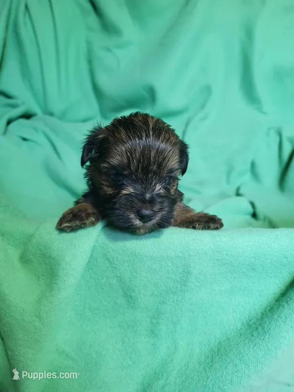 Lucky, a male Yorkipoo for sale in East Dublin, GA – Photo 1 of 7