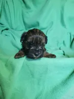 Lucky, a male Yorkipoo for sale in East Dublin, GA – Photo 1 of 7