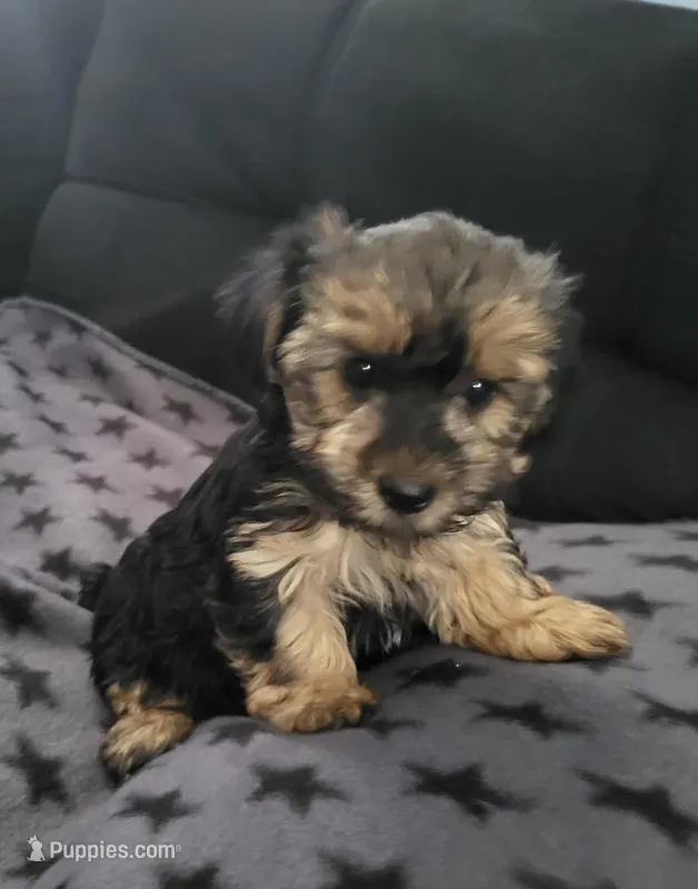 Lucky – Yorkipoo puppy for sale in East Dublin, GA