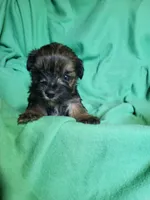 Lucky, a male Yorkipoo for sale in East Dublin, GA – Photo 5 of 7