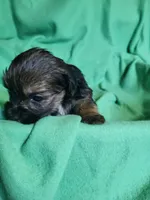 Lucky, a male Yorkipoo for sale in East Dublin, GA – Photo 2 of 7