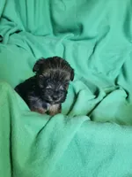 Lucky, a male Yorkipoo for sale in East Dublin, GA – Photo 7 of 7