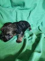 Lucky, a male Yorkipoo for sale in East Dublin, GA – Photo 4 of 7