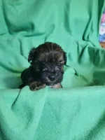 Lucky, a male Yorkipoo for sale in East Dublin, GA – Photo 3 of 7