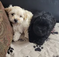 processed/9ffde402-1bae-4418-a20c-cda690fa4900/listing/1e367103-6595-4a6d-961d-9f37c5978844/9f0261a9-2891-4ffc-80d9-fa87237b1df4