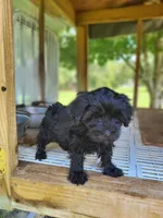 Maddie, a female Yorkipoo for sale in East Dublin, GA – 4 of 7