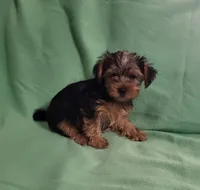 Dawn , a female Yorkshire Terrier for sale in East Dublin, GA – 2 of 8