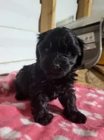 Maddie, a female Yorkipoo for sale in East Dublin, GA – 3 of 6