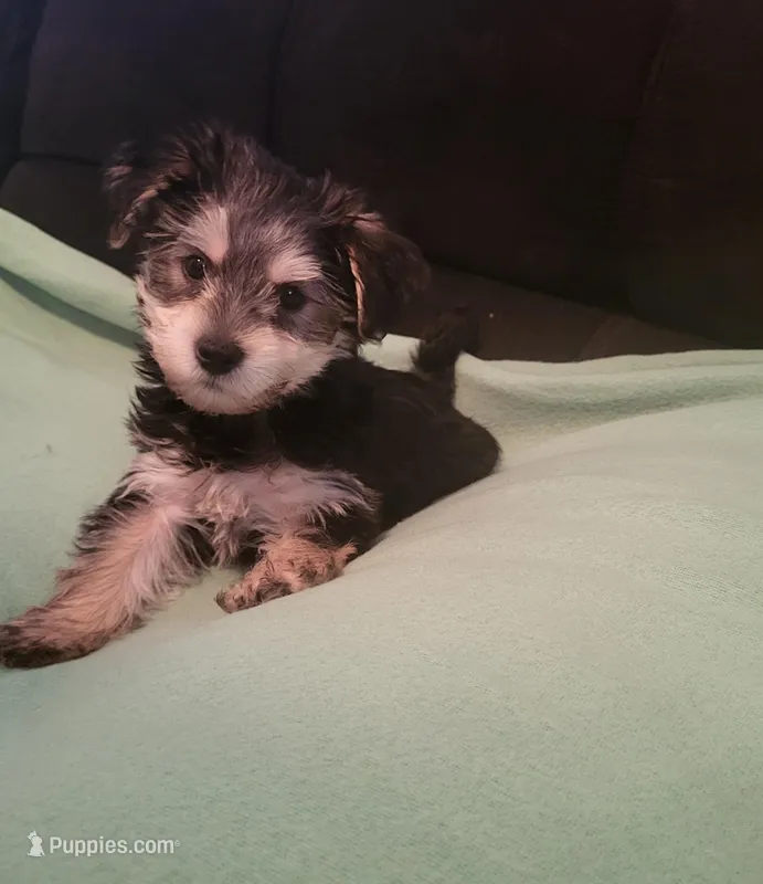 Lacey  – Yorkipoo puppy for sale in East Dublin, GA