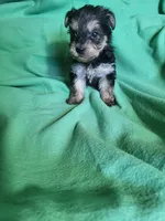 Lacey , a female Yorkipoo for sale in East Dublin, GA – Photo 6 of 6