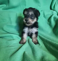 Lacey , a female Yorkipoo for sale in East Dublin, GA – Photo 2 of 6