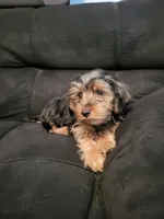 Aspen, a male Yorkshire Terrier for sale in East Dublin, GA – 7 of 8