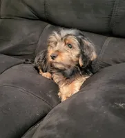 Aspen, a male Yorkshire Terrier for sale in East Dublin, GA – 6 of 8