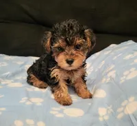 Rusty 1&2, a male Yorkipoo and Yorkshire Terrier for sale in East Dublin, GA – Photo 5 of 5