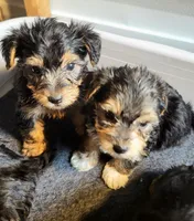Rusty 1&2, a male Yorkipoo and Yorkshire Terrier for sale in East Dublin, GA – Photo 1 of 5