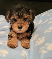 Rusty 1&2, a male Yorkipoo and Yorkshire Terrier for sale in East Dublin, GA – Photo 4 of 5