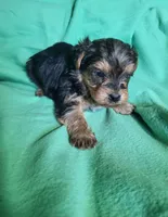 Blue, a female Yorkipoo for sale in East Dublin, GA – 3 of 6