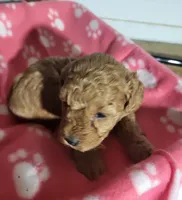 Sophie , a female Poodle - Toy  for sale in East Dublin, GA – 7 of 8