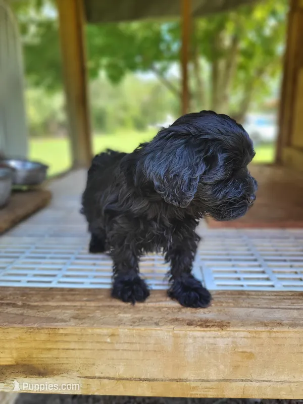 Maddie – Yorkipoo puppy for sale in East Dublin, GA