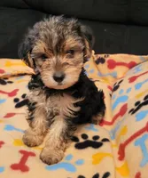 Jada, a female Yorkshire Terrier for sale in East Dublin, GA – 3 of 4