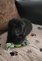 Cocoa, a male Yorkipoo for sale in East Dublin, GA – 6 of 6