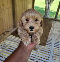 Reda, a female Yorkipoo for sale in East Dublin, GA – 4 of 7