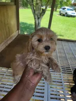 Reda, a female Yorkipoo for sale in East Dublin, GA – 5 of 7
