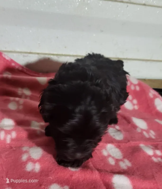 Maddie – Yorkipoo puppy for sale in East Dublin, GA