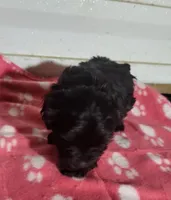 Maddie, a female Yorkipoo for sale in East Dublin, GA – 1 of 6