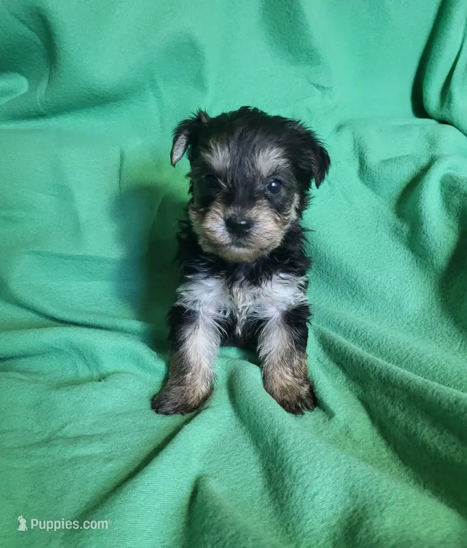Jacks – Yorkipoo puppy for sale in East Dublin, GA