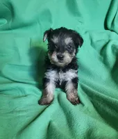 Jacks, a male Yorkipoo for sale in East Dublin, GA – Photo 1 of 10