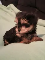 Sadie, a female Yorkipoo for sale in East Dublin, GA – Photo 5 of 8