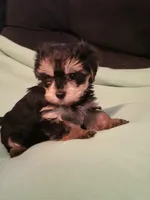 Sadie, a female Yorkipoo for sale in East Dublin, GA – Photo 3 of 8