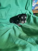 Jacks, a male Yorkipoo for sale in East Dublin, GA – Photo 6 of 10