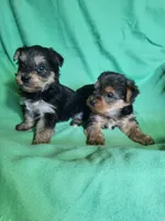 Jacks, a male Yorkipoo for sale in East Dublin, GA – Photo 10 of 10
