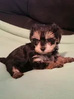 Sadie, a female Yorkipoo for sale in East Dublin, GA – Photo 2 of 8