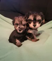 Sadie, a female Yorkipoo for sale in East Dublin, GA – Photo 7 of 8