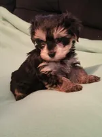 Sadie, a female Yorkipoo for sale in East Dublin, GA – Photo 4 of 8