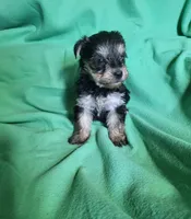 Jacks, a male Yorkipoo for sale in East Dublin, GA – Photo 4 of 10