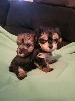 Sadie, a female Yorkipoo for sale in East Dublin, GA – Photo 6 of 8