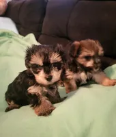 Sadie, a female Yorkipoo for sale in East Dublin, GA – Photo 8 of 8