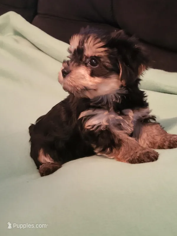 Sadie – Yorkipoo puppy for sale in East Dublin, GA