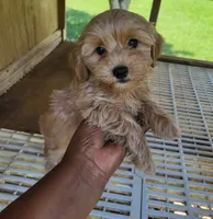 Reda, a female Yorkipoo for sale in East Dublin, GA – 2 of 7