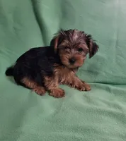 Dawn , a female Yorkshire Terrier for sale in East Dublin, GA – 7 of 8